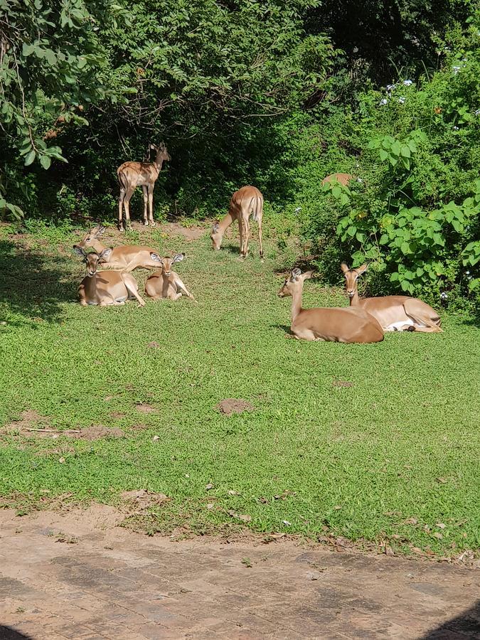 האזיביו Kruger Park Lodge Unit No. 277 מראה חיצוני תמונה