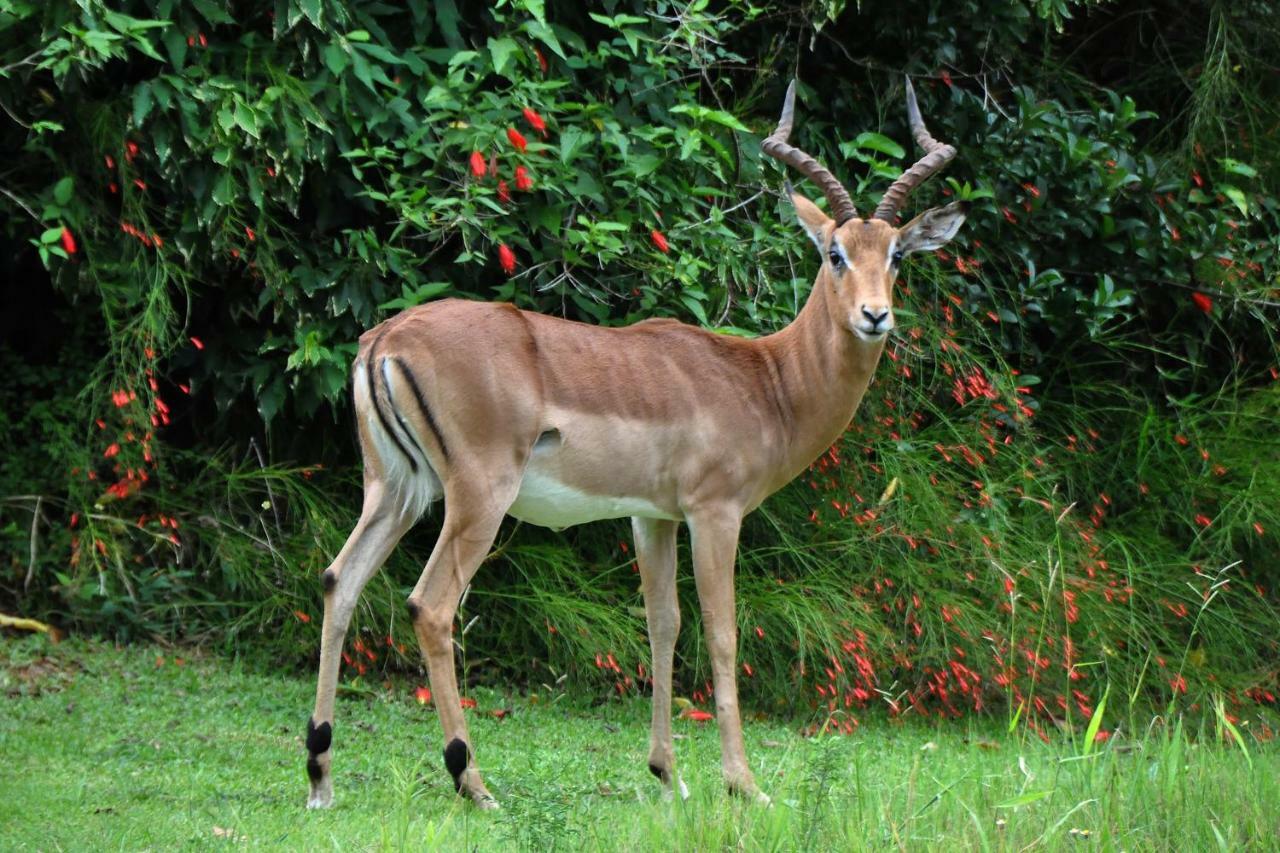 האזיביו Kruger Park Lodge Unit No. 277 מראה חיצוני תמונה